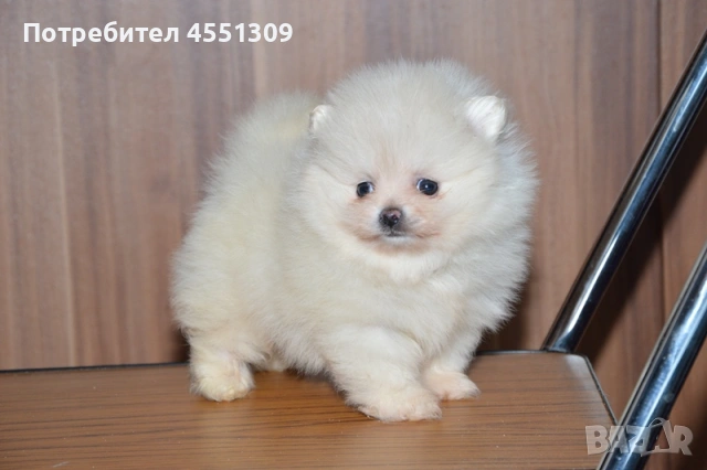 Померан мини женски, снимка 3 - Померан - 53390609