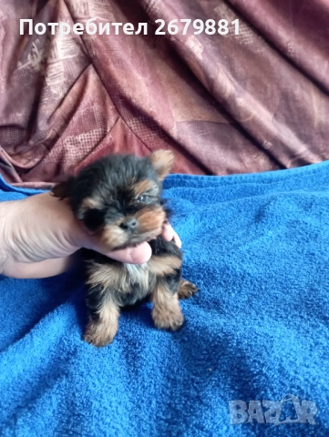 Мони йорки - момичета, снимка 9 - Йоркширски териер - 53922758