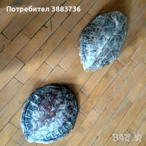 Коруби на морски костенурки