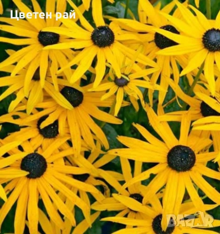 Жълта рудбекия , снимка 1