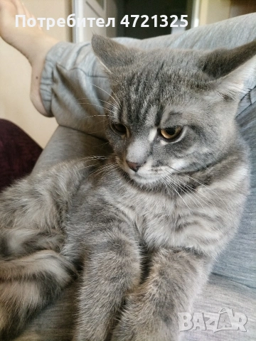 Британско таби. , снимка 6 - Британска късокосместа - 53250363