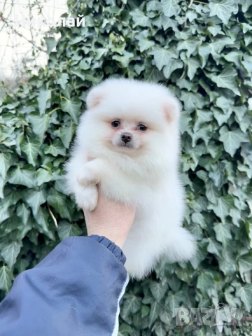 Померан мини момче със втора ваксина, снимка 3 - Померан - 53623973
