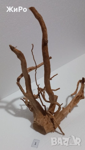 Корен от Азалия /декорация/ 1, снимка 2 - Други - 49874536
