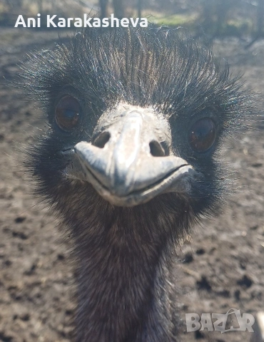 Разплодни яйца от ему, снимка 4 - други­ - 53160080