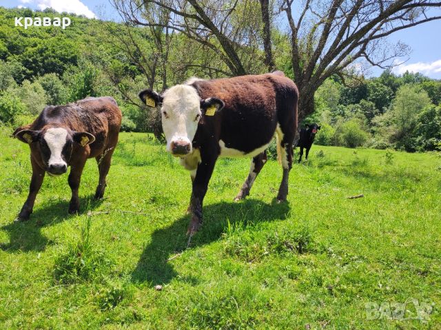 Продавам Крави, Юници и женски телета, снимка 10 - Крави - 45063387