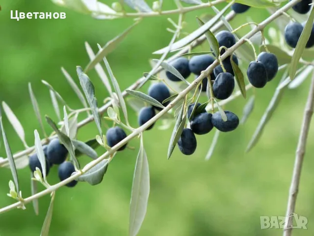 Маслина Халкидики, снимка 6 - Градински цветя и растения - 49667517