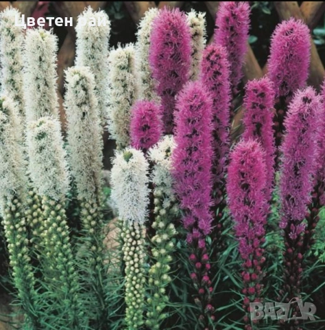 Луковици лиатрис 0,80€брой и луковици гладиоли 0,70 €брой 