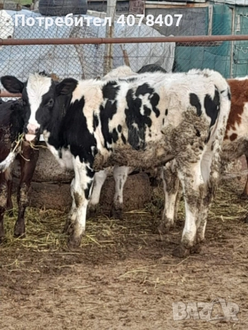 Продавам телета , снимка 2 - Крави - 52577319