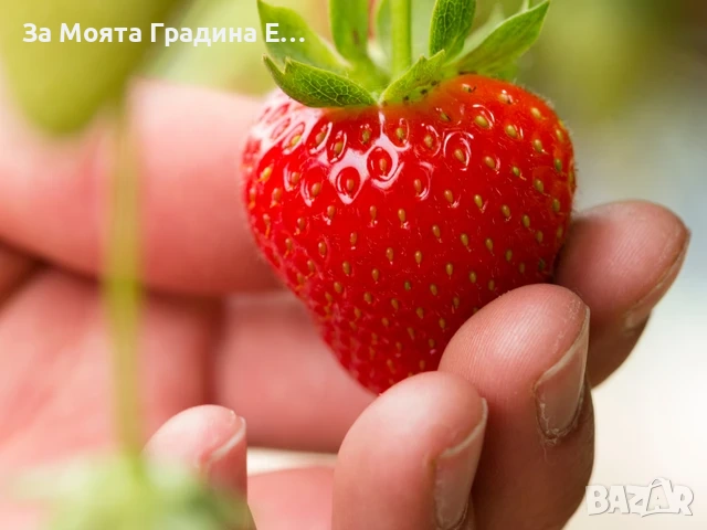 Ягода - Каскадна 24 сорта, снимка 7 - Градински цветя и растения - 54020780