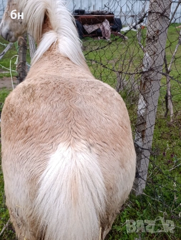 Хафлингер мъжко конче, снимка 3 - Коне - 53971559