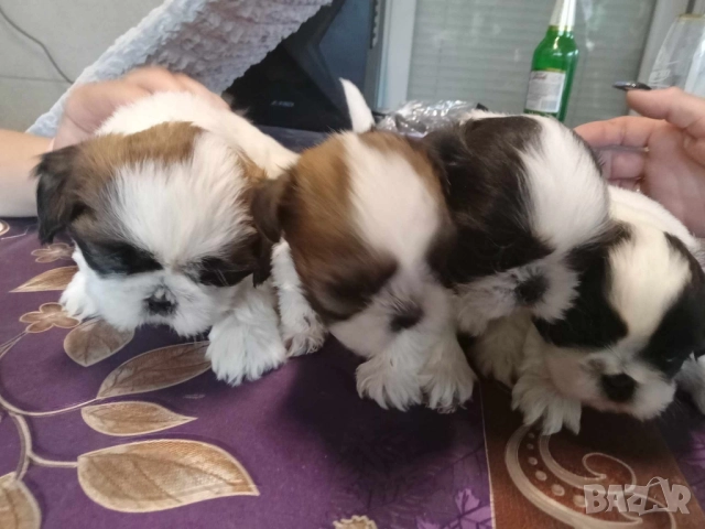 малки кученца порода Ши тцу , снимка 3 - Ши Тцу - 52564552