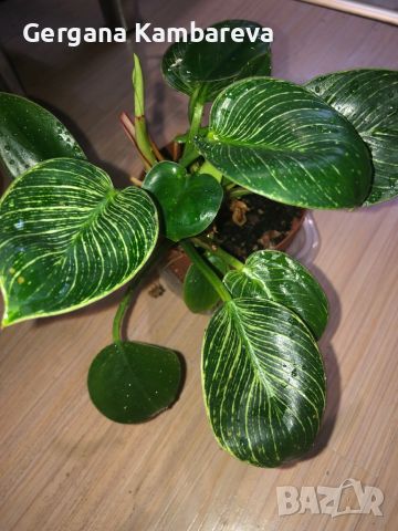 Philodendron Birkin , снимка 2 - Стайни растения - 46773071