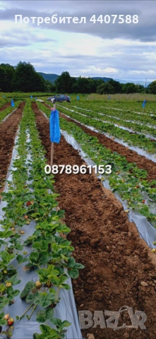 Разсад ягоди , снимка 6 - Разсади - 49528498