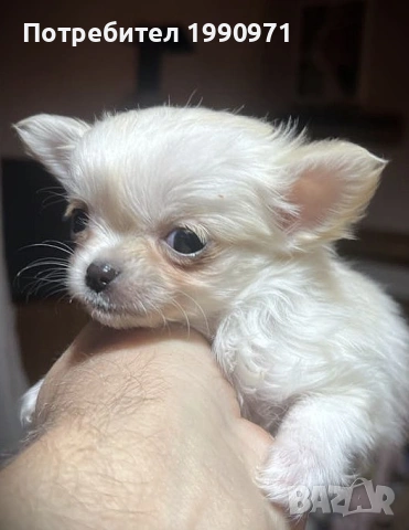 Супер красиво Бяло мини чихуахуа. Момче на 2 мес.