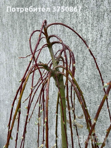 🌿 Плачеща върба – Salix caprea 'Kilmarnock', снимка 5 - Градински цветя и растения - 54103551