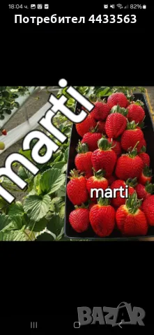 Расдас ягоди , снимка 4 - Разсади - 49802443