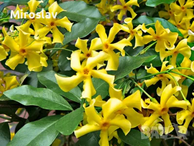 Жасмин 3-цвята (Вечнозелен), снимка 2 - Градински цветя и растения - 49673745