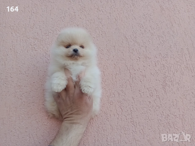 Женски Померан. Реални снимки!, снимка 6 - Померан - 54142046