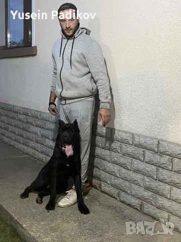 мъжко кане корсо за разплод, снимка 5 - Кане корсо - 53614357