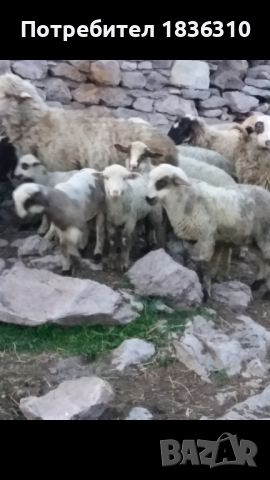 Агнета балкански , снимка 3 - Овце - 45062499