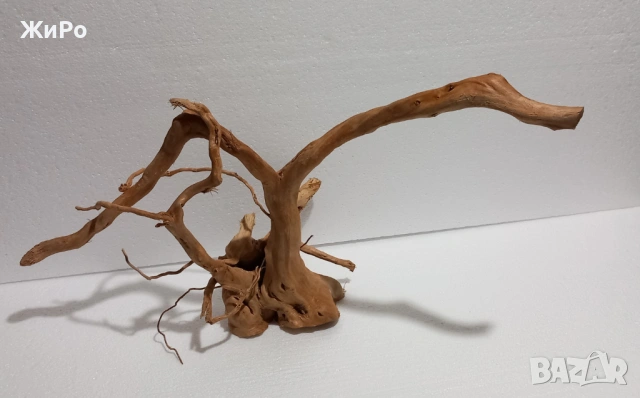 Корен от Азалия /декорация/ 1