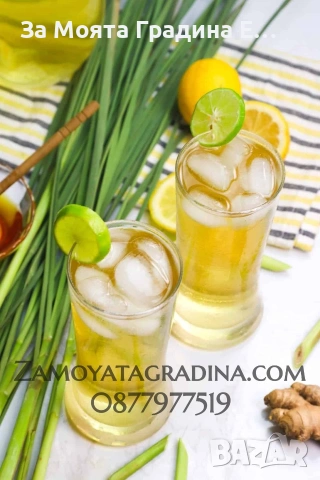 Лимонена трева за чай, настинка и т.н , снимка 2 - Градински цветя и растения - 53635002