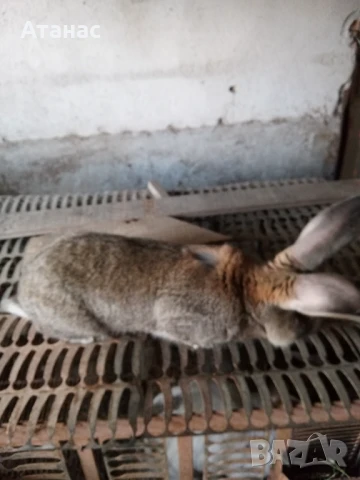 Продавам заек