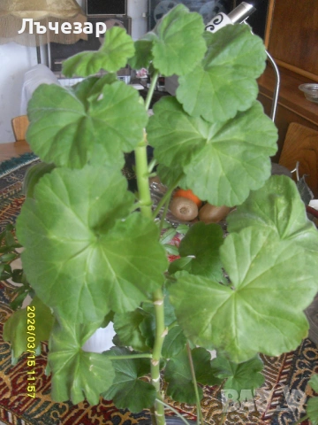 Продавам цвете "МУШКАТО", снимка 2 - Стайни растения - 53848965