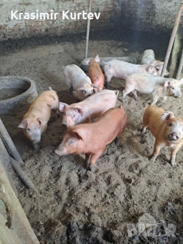 Малки Прасета Ландрас и Дюрок , снимка 2 - Прасета - 53652648