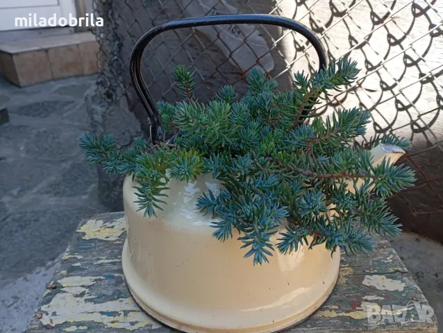 Здравец и други многогодишни градински цветя , снимка 3 - Градински мебели, декорация  - 50204314