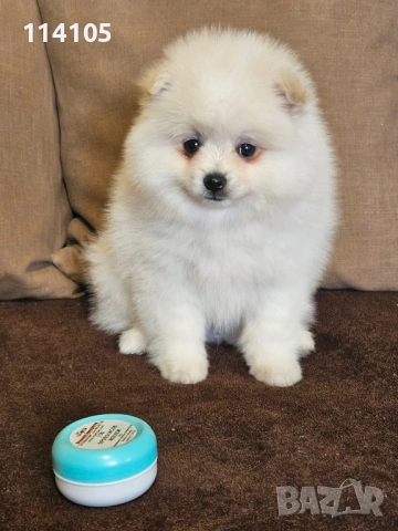 Померани, снимка 2 - Померан - 54022334