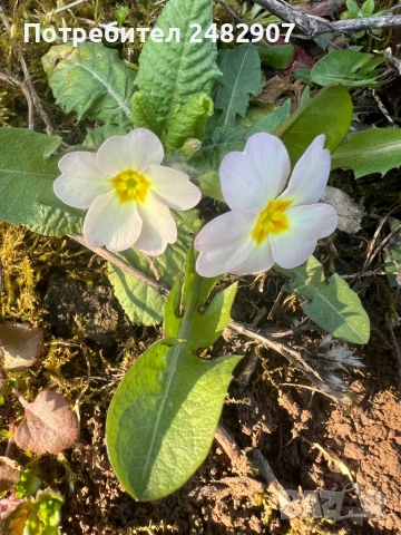 Градинска иглика - корен, снимка 5 - Разсади - 54116333