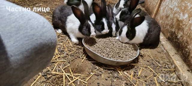 Продавам 5 женски млади холандски зайки, снимка 6 - Други - 54044428