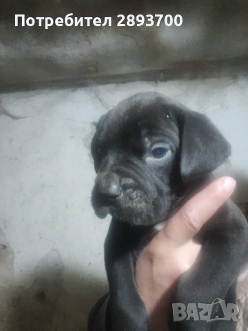 Черни КАНЕ КОРСО 