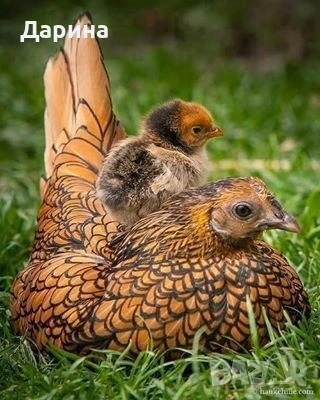 Яйца от декоративи кокошки златен Зибрайт, снимка 2 - Кокошки и пуйки - 53772446