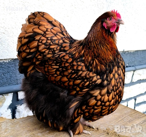 Продавам златно кантиран Орпингтон. , снимка 4 - Кокошки и пуйки - 53839165