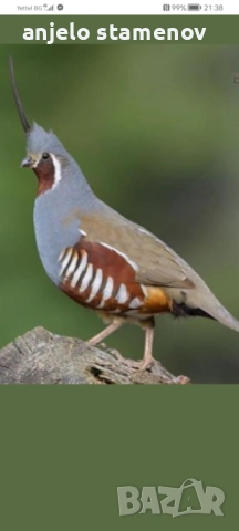 Планински пъдпъдъци , снимка 5 - други­ - 52923922