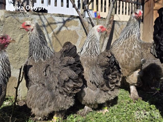 Продавам разплодни яйца от Сребърна Брама [Dark Brahma], снимка 4 - Кокошки и пуйки - 53811097