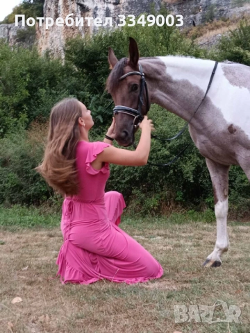 Продава се Райд пони, снимка 5 - Коне - 52967059