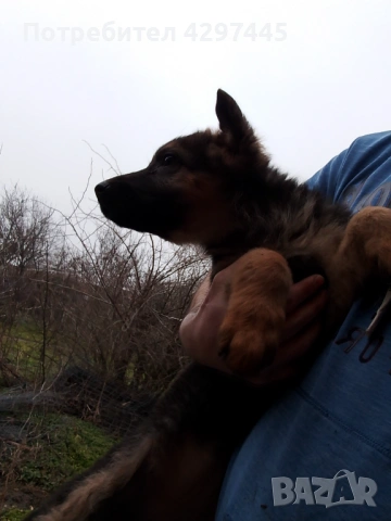 Продавам немски овчарки , снимка 4 - Немска овчарка - 53473620