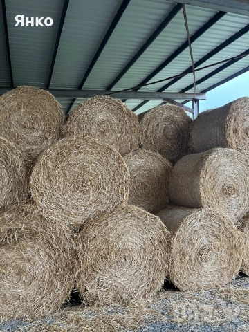 Бали слама ролонни