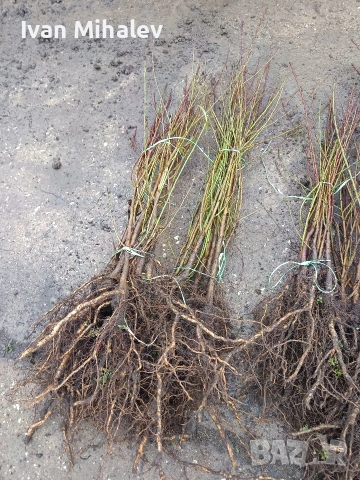 Коллонни дръвчета , снимка 5 - Градински цветя и растения - 53029291