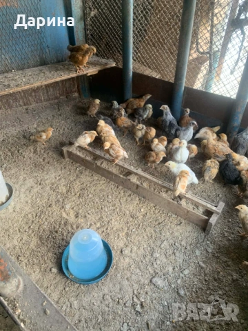 Пилета., снимка 2 - Кокошки и пуйки - 54168415