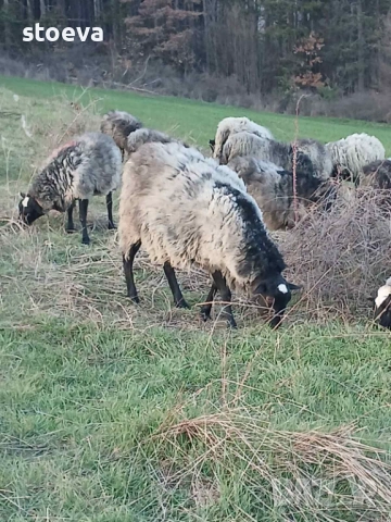 Продавам скопен коч