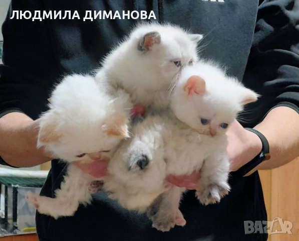 Персийски хималайски и екзотични със сини очи 