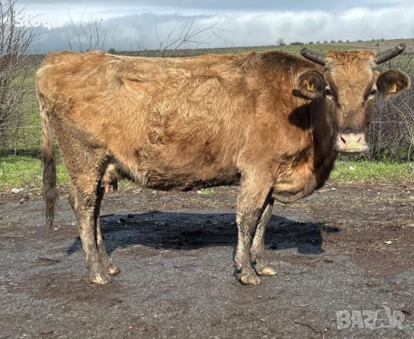 Продавам 3  Бременни Крави, снимка 2 - Крави - 53557268