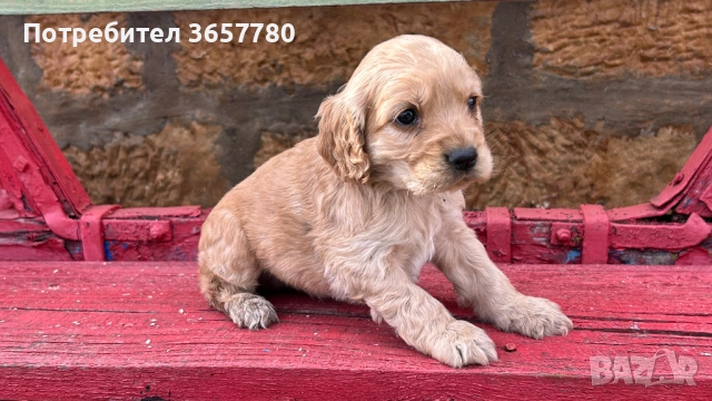 Кокер шпанол, снимка 2 - Кокер шпаньол - 53756364