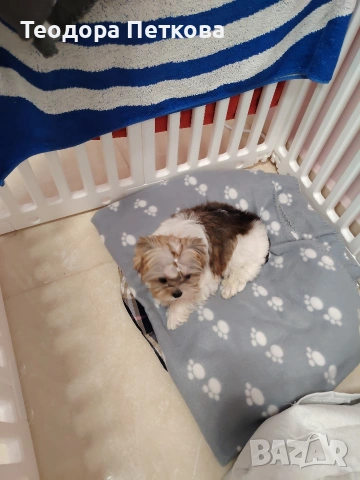 мини йоркширски териер , снимка 2 - Йоркширски териер - 53647825