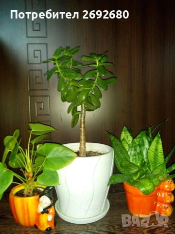 Традесканция рео, кротон,христов венец и други цветя/бамбук/цени в описанието , снимка 18 - Стайни растения - 50184776