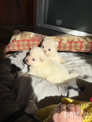 Померани, снимка 5 - Померан - 53663060